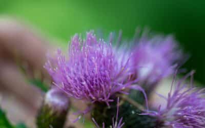 Milk Thistle for Autoimmune Healing