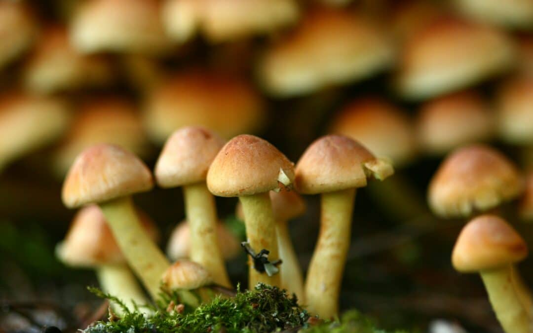 Candida Overgrowth: Does Diet Help?