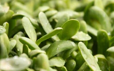 Nutrient Density: Eat This vs. That